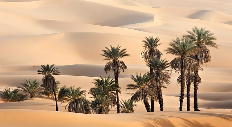 Palm in the desert, amazing, palm, desert, bonito, HD wallpaper