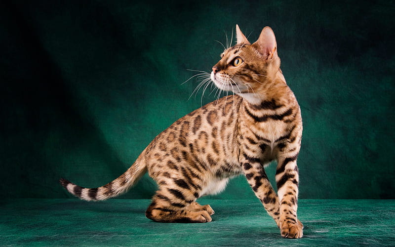 Bengal cat, pets, leopard cat, cute animals, cats breeds, HD wallpaper