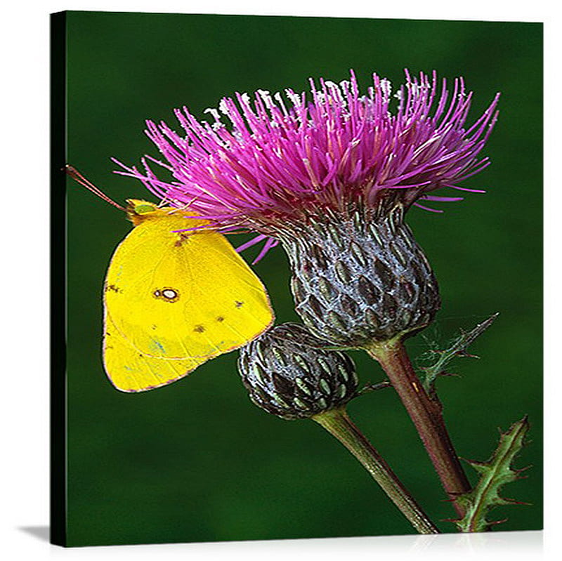 butterfly, blossom, purple, thistle, yellow butterfly, HD wallpaper
