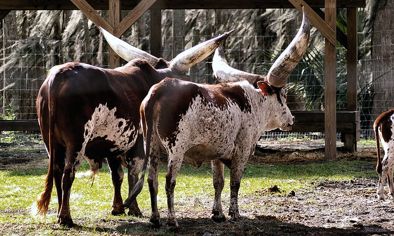 Gigantic Horns bulls, bovine, bonito, animal, horns, graphy, wide screen, cows, HD wallpaper
