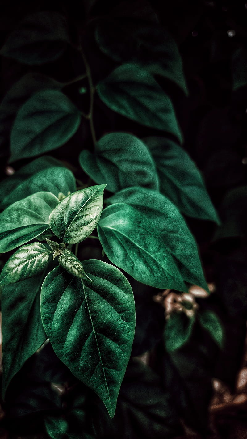 Green leaf, green leaf, sri lanka, HD phone wallpaper | Peakpx