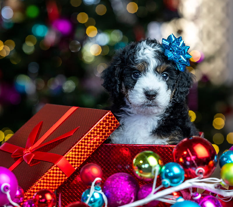 Dogs, Puppy, Baby Animal, Christmas Ornaments, Dog, Pet, HD wallpaper