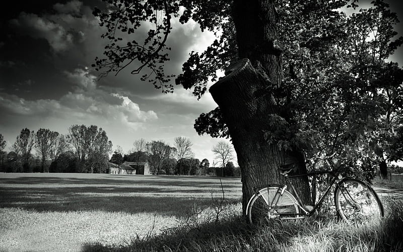 bicycle by a tree on a farm, black and white, farm, bicycle, tree, HD wallpaper