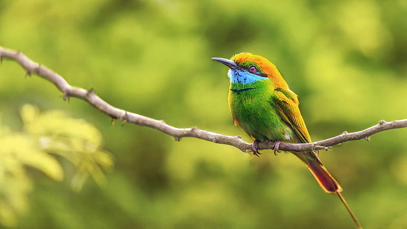 Green bee-eater Bird Is Standing On Plant Stalk In Blur Green Background Birds, HD wallpaper
