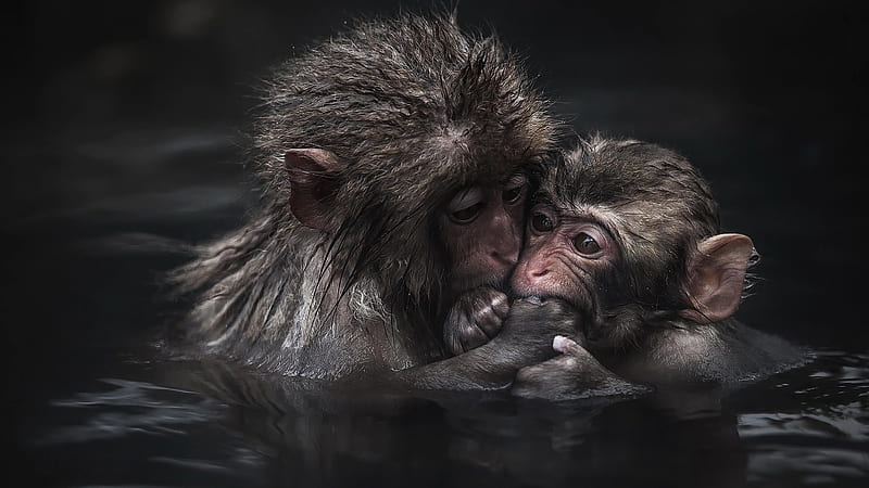 Two Monkeys Are on Body of Water in Close Up graphy Animals, HD wallpaper |  Peakpx