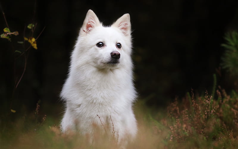 White Swiss Shepherd, forest, white dog, pets, dogs, Berger Blanc Suisse, White Shepherd Dog, White Shepherd, HD wallpaper