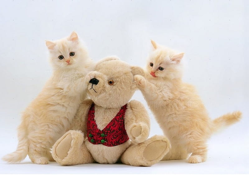 cute kittens and teddy bear, cute, kittens, teddy bear, cats, animals, HD wallpaper