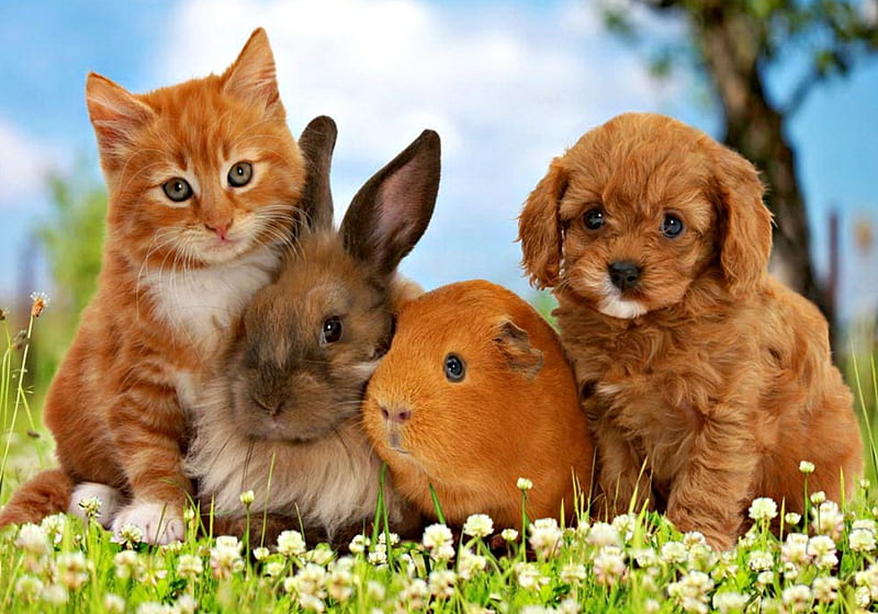 Little friends, friend, orange, ginger, animal, sweet, green, dog, puppy,  blue, HD wallpaper | Peakpx