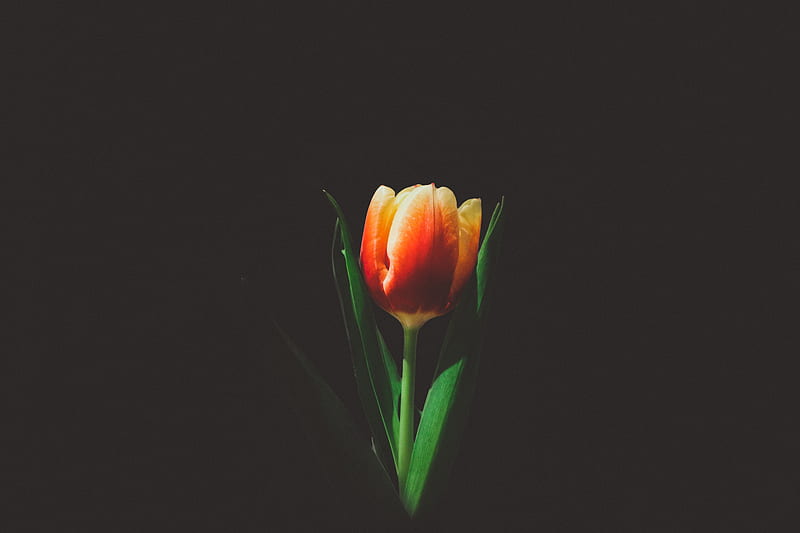 closeup of orange tulip flower, HD wallpaper