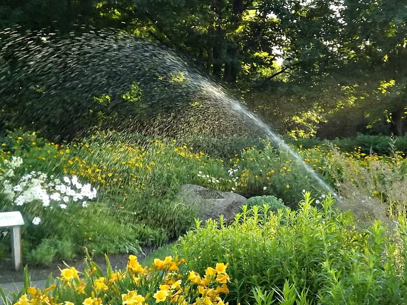 Sunnidale park, flowers, parks, nature, sprinkler, HD wallpaper