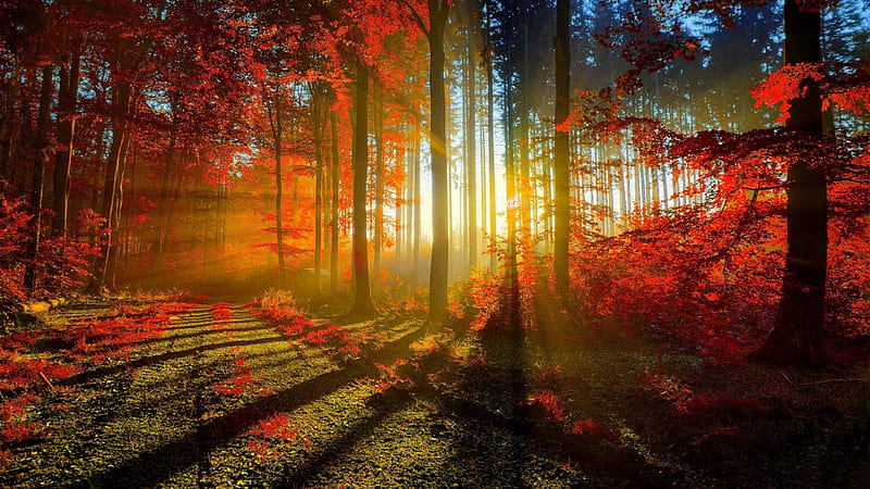 autumn, sunrays, trees, forest, fall, Nature, HD wallpaper