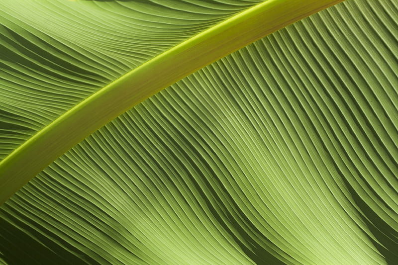 macro graphy of green banana leaf, HD wallpaper