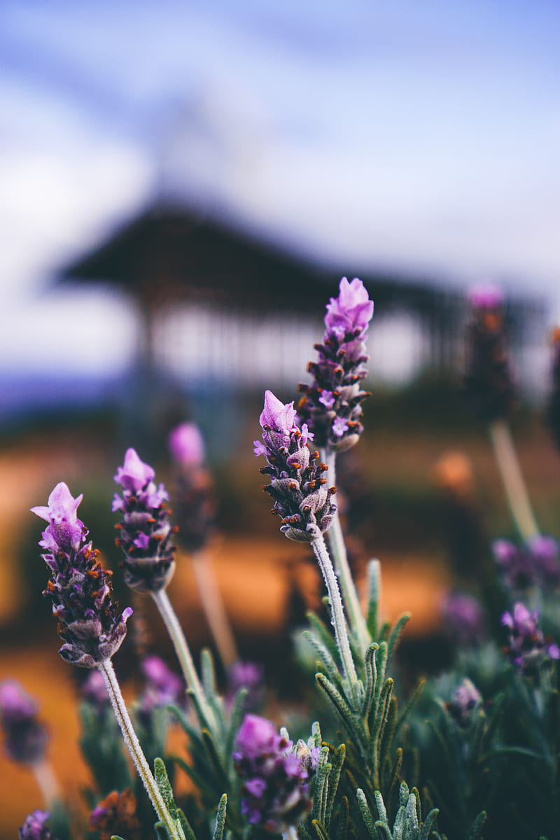 Lavender Flowers, chill, flowers, iphone, lavender, nature, graphy, purple,  winter, HD phone wallpaper | Peakpx