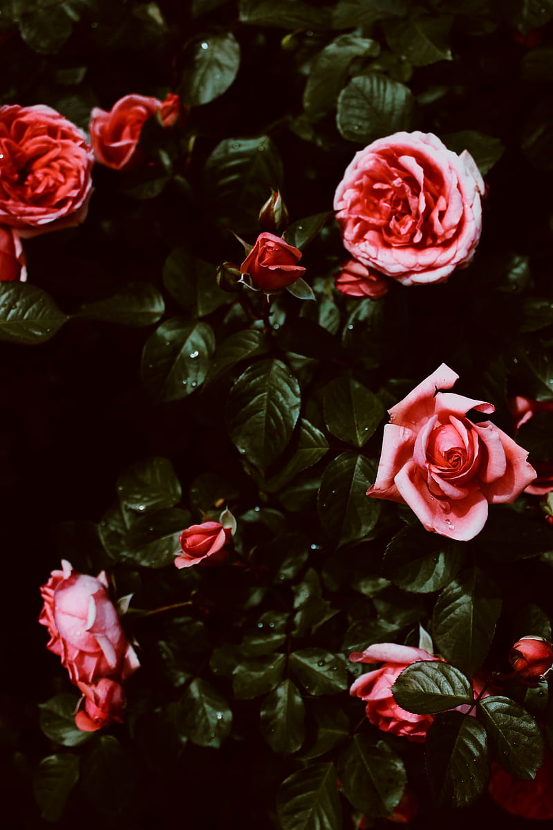 pink roses in bloom close up, HD phone wallpaper