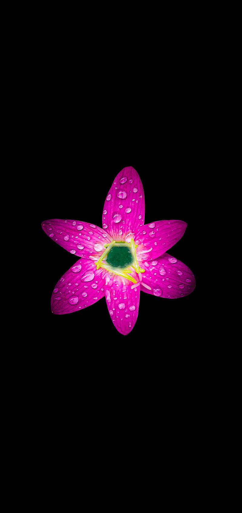 Rain Lily , amoled, flower, HD phone wallpaper