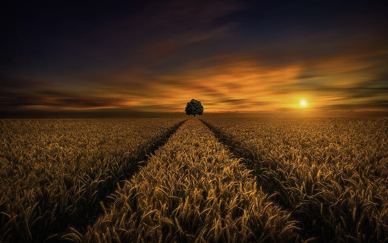 wheat field, sunset, sky, Landscape, HD wallpaper