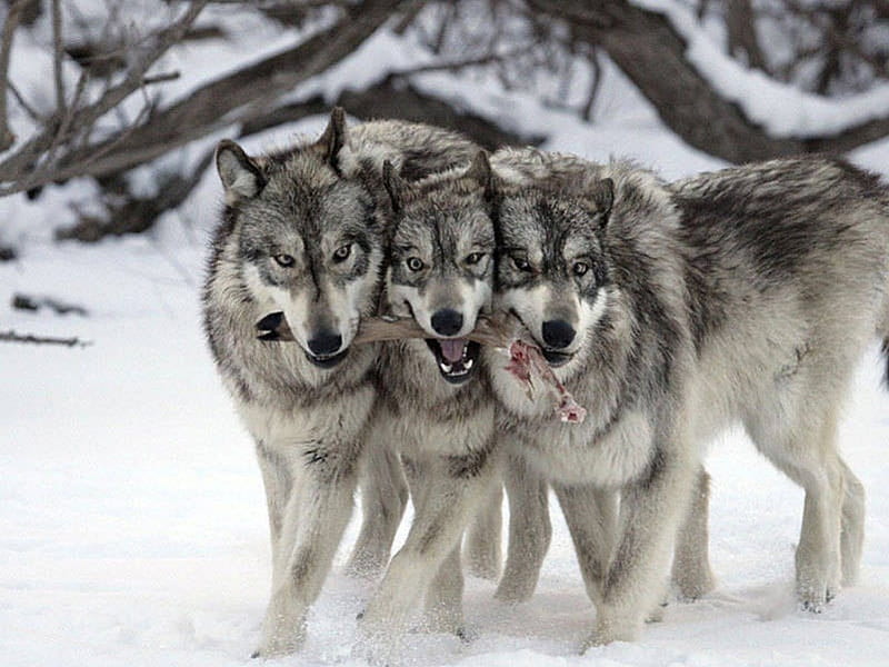 brothers, friendship, quotes, pack, dog, lobo, arctic, maned wolf nature, black, abstract, winter, timber, snow, wolf , wolfrunning, wolf, white, lone wolf, howling, wild animal black, howl, canine, wolf pack, solitude, gris, the pack, mythical, majestic, wisdom beautiful, spirit, canis lupus, grey wolf, wolves, wisdom, HD wallpaper