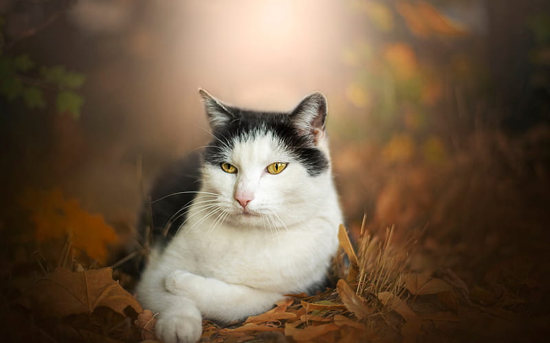 white black cat, british shorthair cat, cute animals, cats, autumn, yellow leaves, blur, HD wallpaper