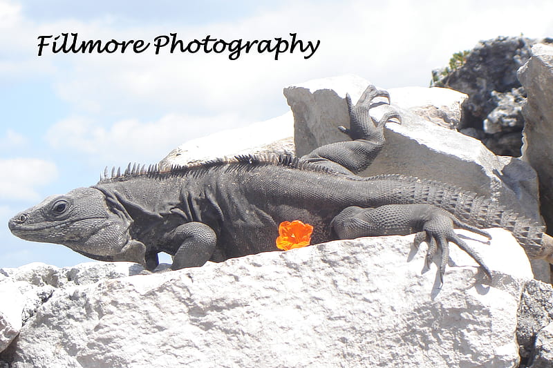 The Pigeons of mexico, mexico, rock, tulum, flower, iguana, reptile, HD wallpaper