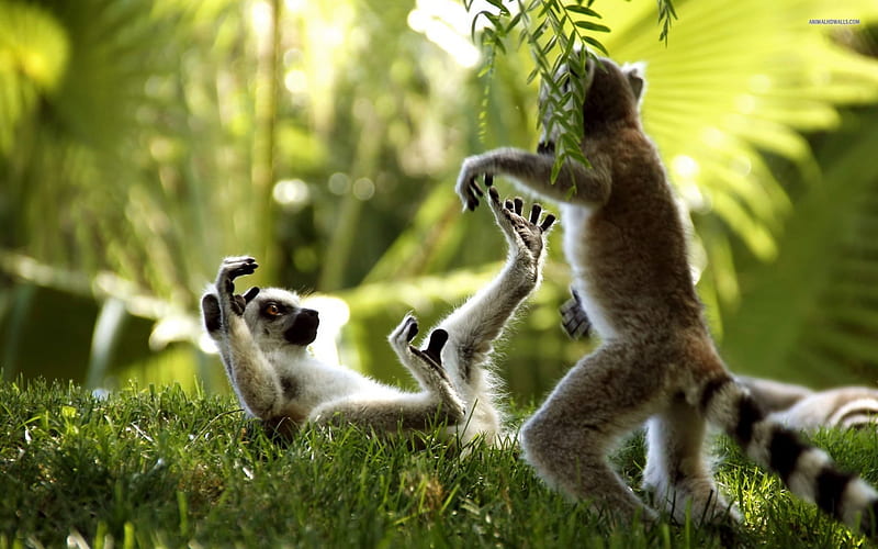 2 Ring Tailed Lemurs, lemurs, wildlife, nature, animals playing, animals, HD wallpaper