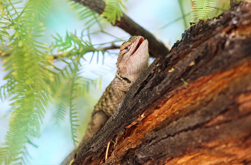 lizard, gecko, animal, branch, HD wallpaper