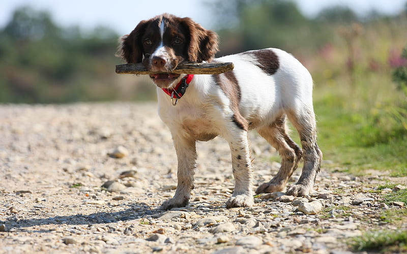Welsh Springer Spaniel pets, dogs, hunting dog, spaniel, HD wallpaper