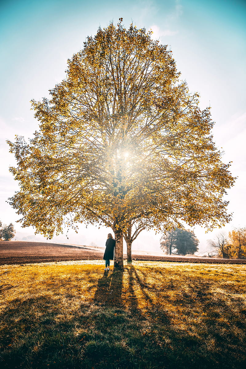 tree, solitude, sunlight, autumn, grass, HD phone wallpaper