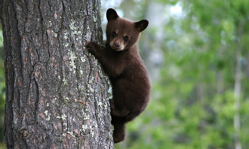 Black Bear Cub, cute, forest, tree, cub, bear, black, climbing, animals, HD wallpaper