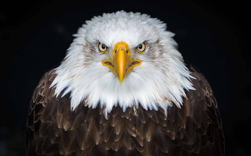 Bald eagle, close-up, predators, wildlife, predatory bird, Haliaeetus leucocephalus, HD wallpaper