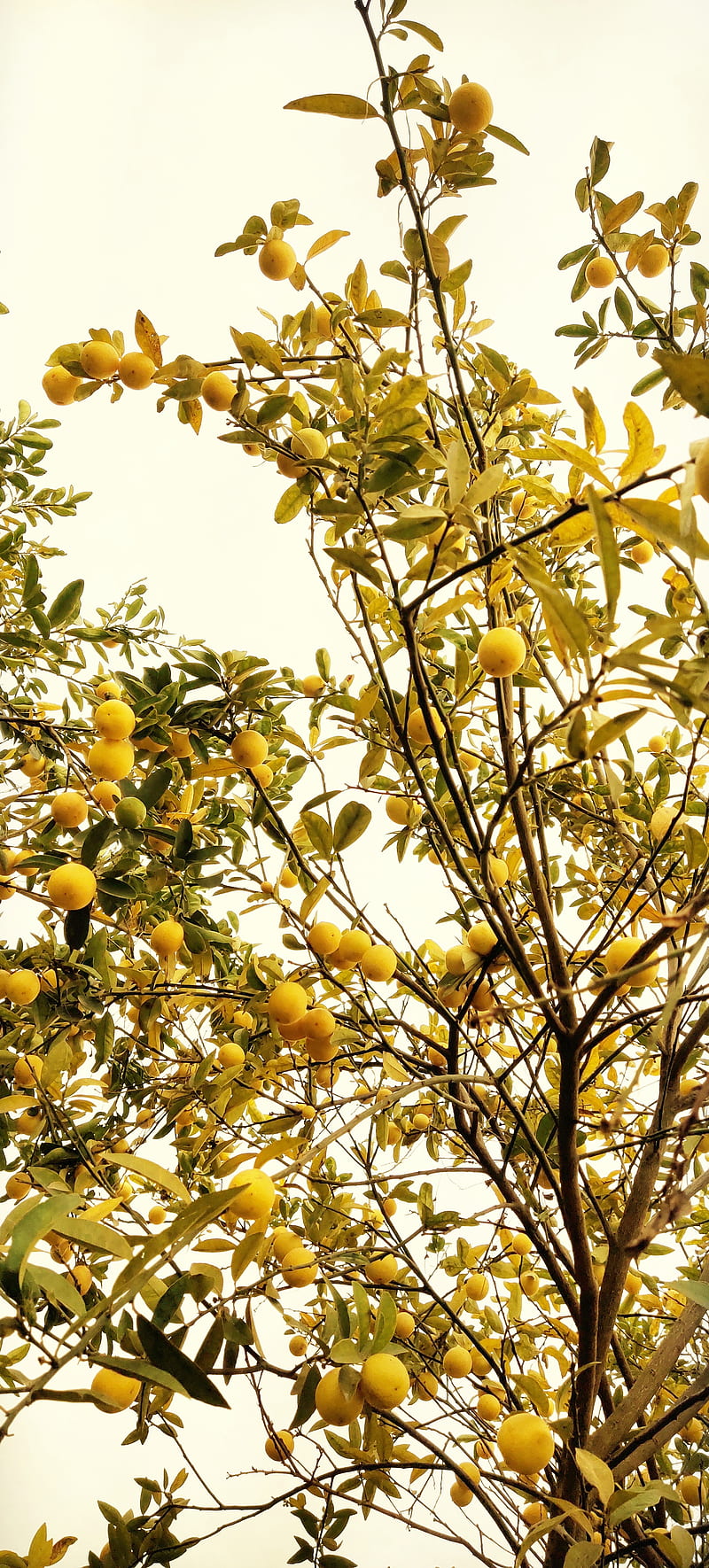 lemon tree wallpaper