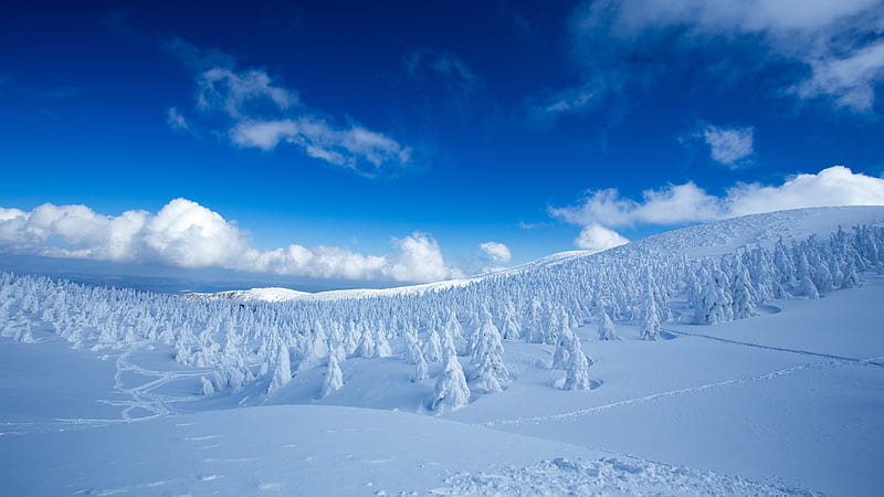 Landscape Of Snow Covered Pine Trees In Snow Field Forest Under Blue Cloudy Sky Nature, HD wallpaper