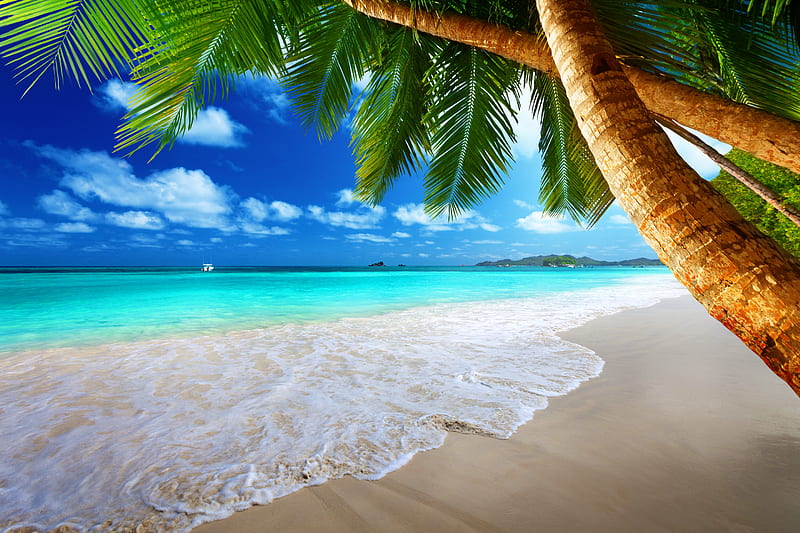 Tropical Beach, beach, bonito, blue, crystal, nature, palm, tropical, tropics, HD wallpaper