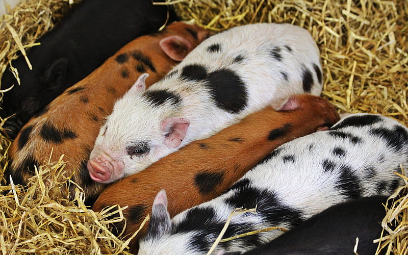 piglets, farm, funny animals, little piglets, symbol 2019, pig, HD wallpaper
