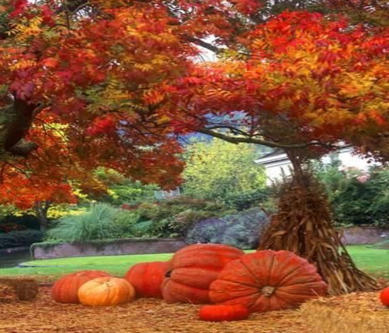 Pumpkins And Cornstalks, Leaves, Trees, Pumpkins, Yellow, Cornstalks, Red, HD wallpaper