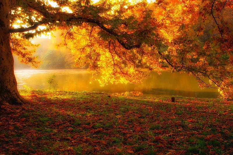 Golden autumn, fall, autumn, riverbank, shore, falling, bonito, foliage ...