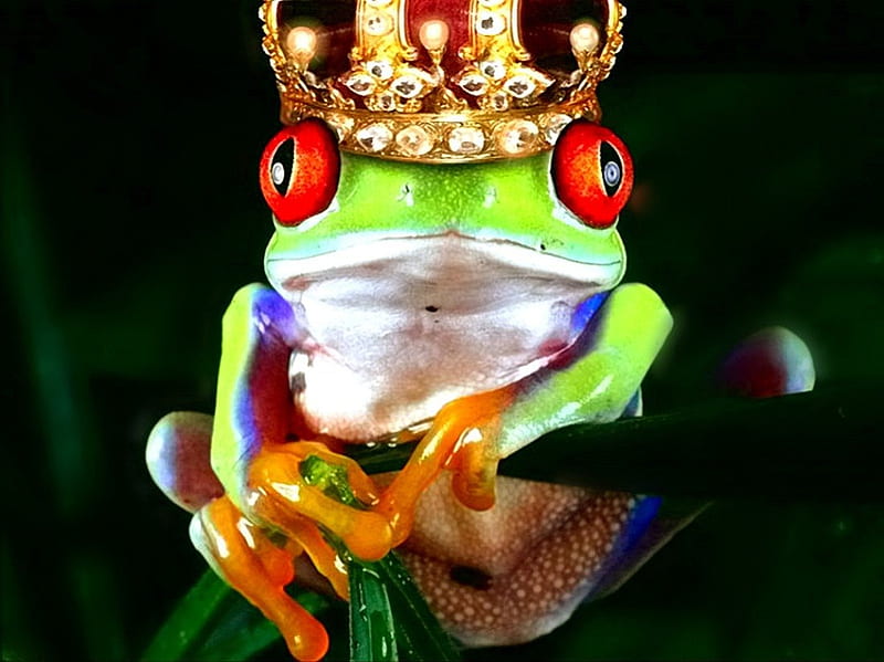 Frog series15 --Frog Prince, 15, frog, prince, series, HD wallpaper