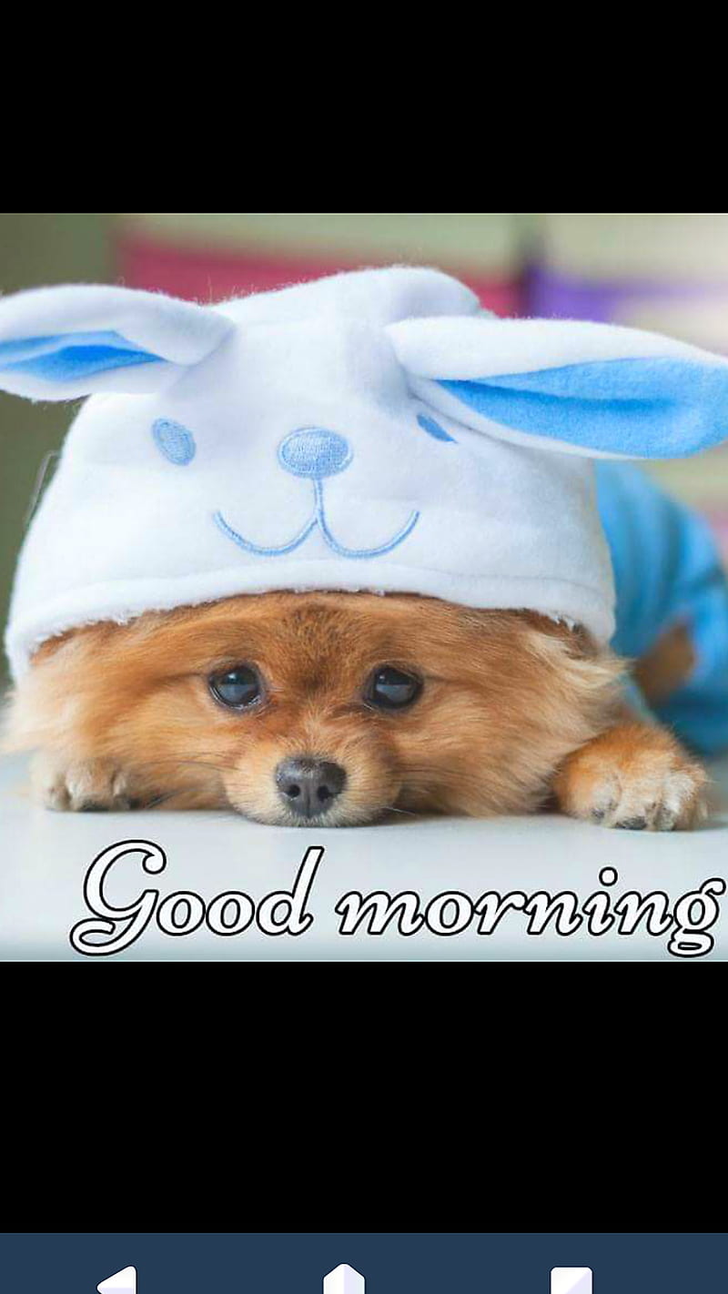 Good morning, puppy morning, doggu, HD phone wallpaper | Peakpx