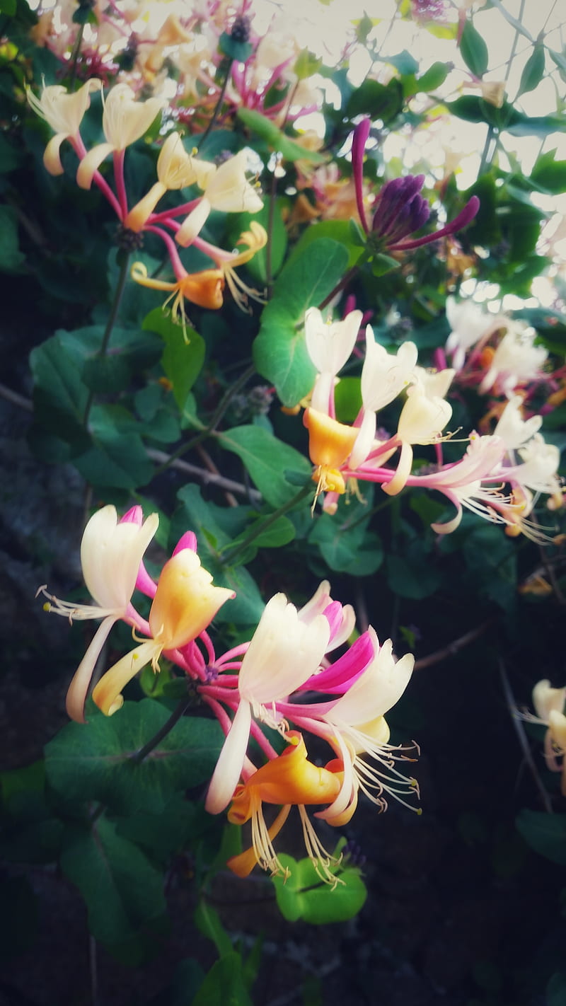 HD honeysuckle wallpapers | Peakpx