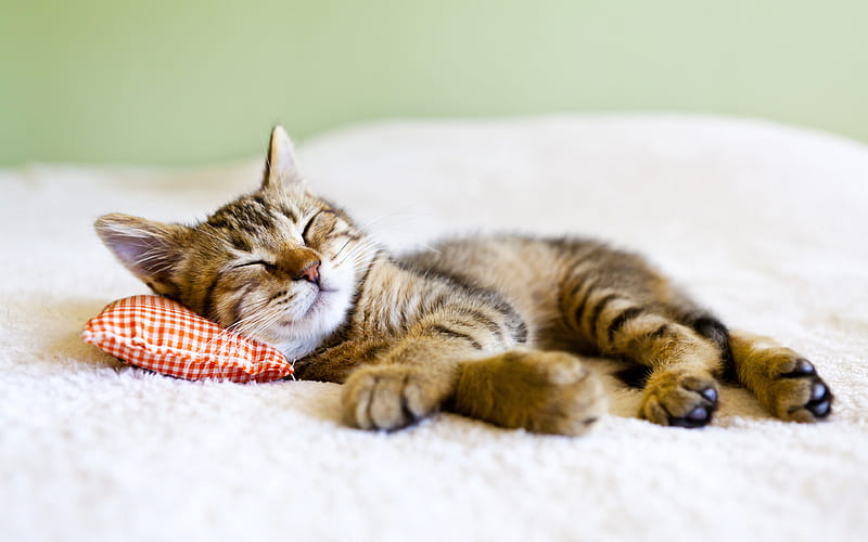 sleeping cat kitten, cats, pets, cute animals, HD wallpaper
