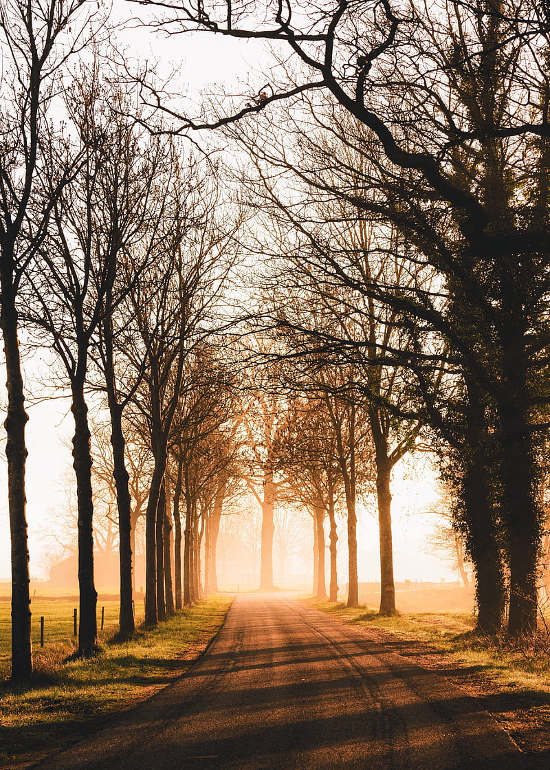 road, trees, sunlight, alley, nature, HD phone wallpaper