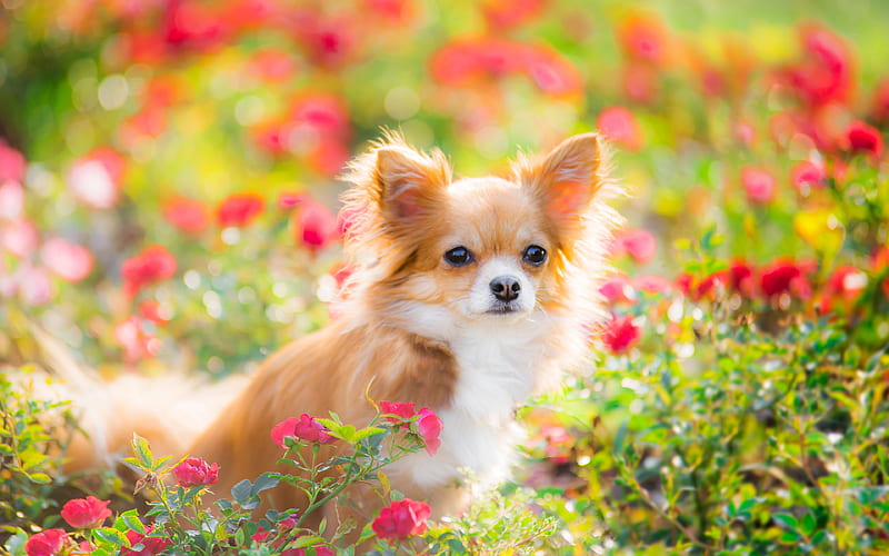 Chihuahua pets, dogs, flowers, cute animals, Chihuahua Dog, HD wallpaper