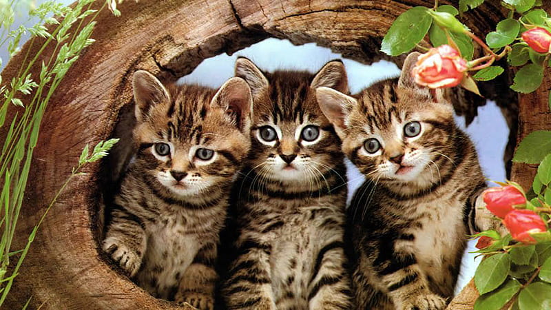 Three Black Brown Cat Kittens Are Inside Wooden Arch Cute Cat, HD wallpaper
