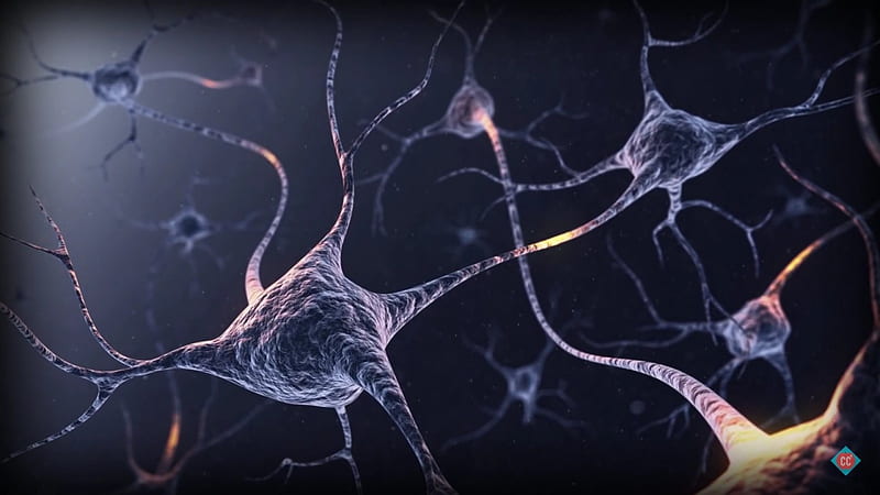 Brain Neurons, abstract, nerves, science, brain, HD wallpaper