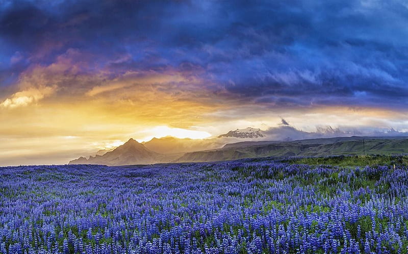 Iceland Midsummer night, mountains, beauty, flowers, nature, clouds, sky, field, fog, moon, evening, HD wallpaper