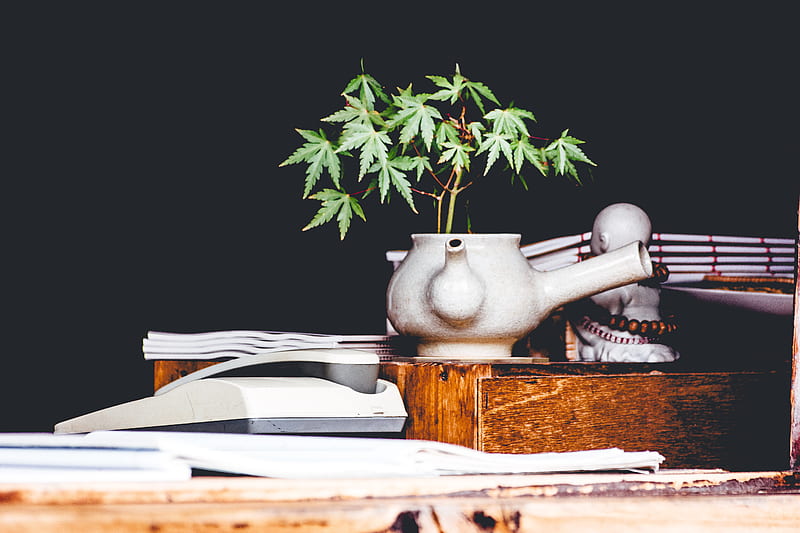 cannabis plant on white teapot vase, HD wallpaper
