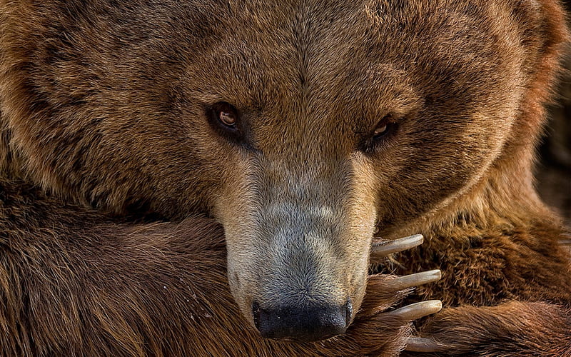 grizzly bear, large brown bear, wildlife, portrait, predator, USA, HD wallpaper