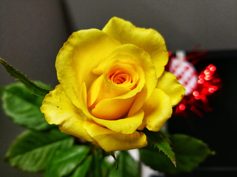 Yellow Rose, flower, HD wallpaper