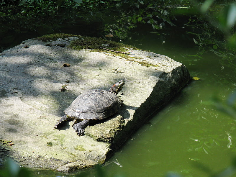 Torbiera Park 05, nature, water turtle, park, animals, HD wallpaper