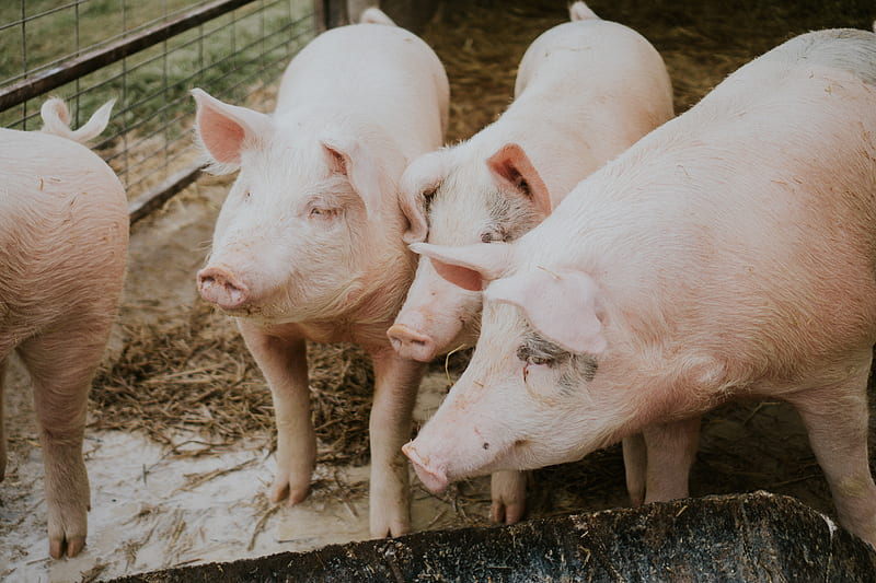 four swines, HD wallpaper