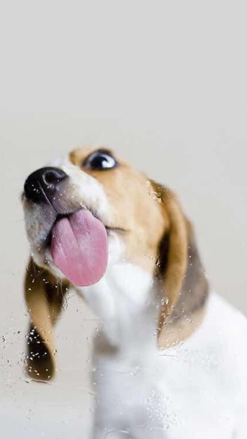 lick, puppies, HD phone wallpaper | Peakpx
